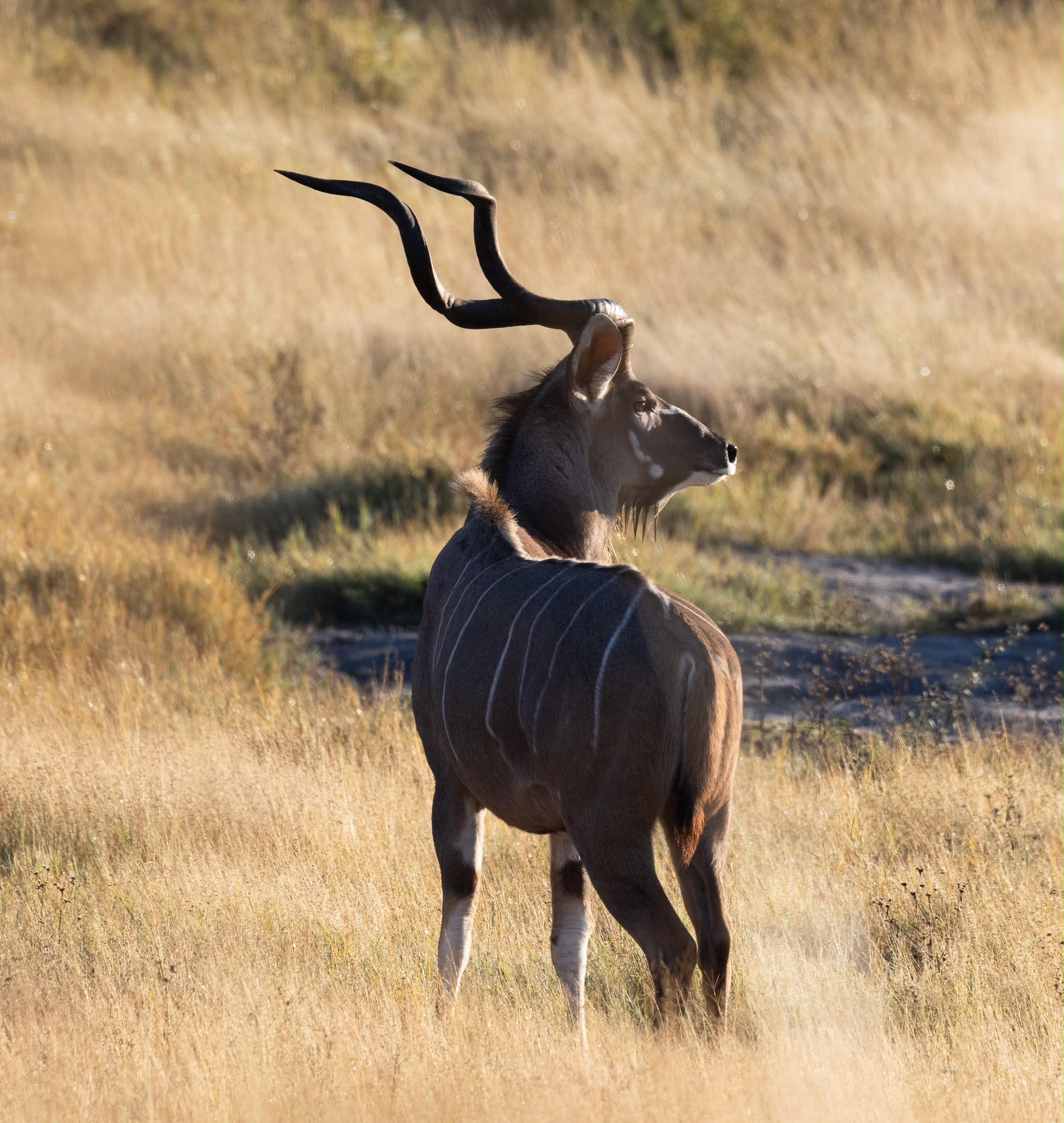Wildlife in the Central Kalahari Game Reserve