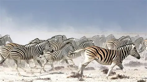 Zebras on the open plains of Nxai Pan