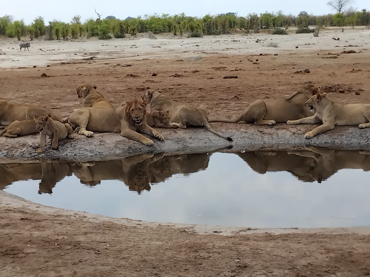 Inyati Mobile Safaris exploring Botswana