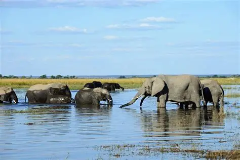 Elephants near the Chobe River