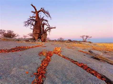 Salt pans and wildlife in Makgadikgadi