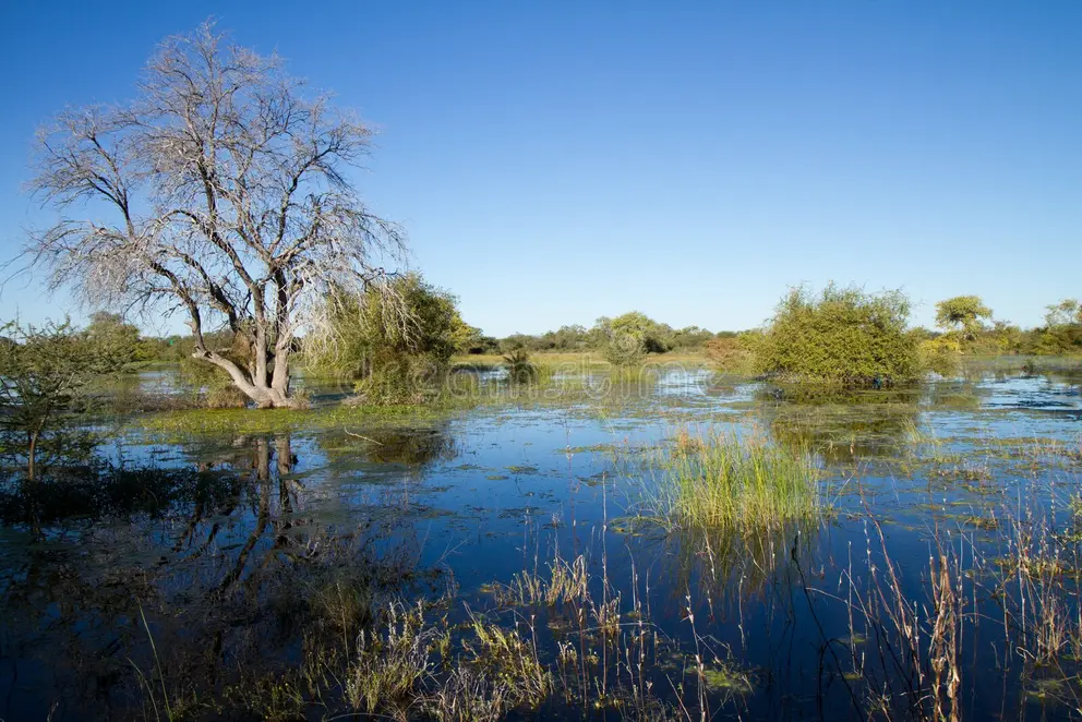 Wildlife and waterways in Moremi Game Reserve