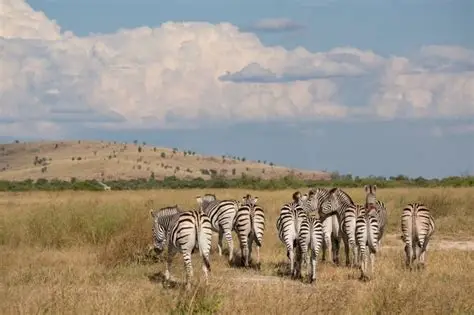 Khwai and Savuti safari adventure