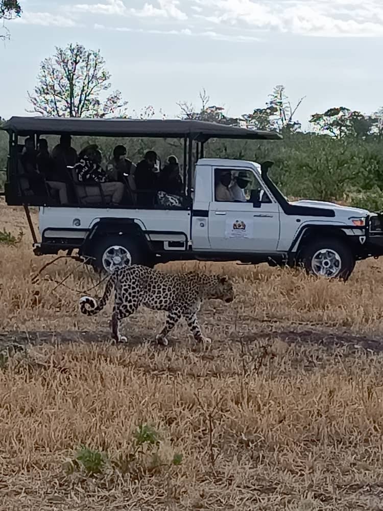 Wildlife during an Inyati game drive